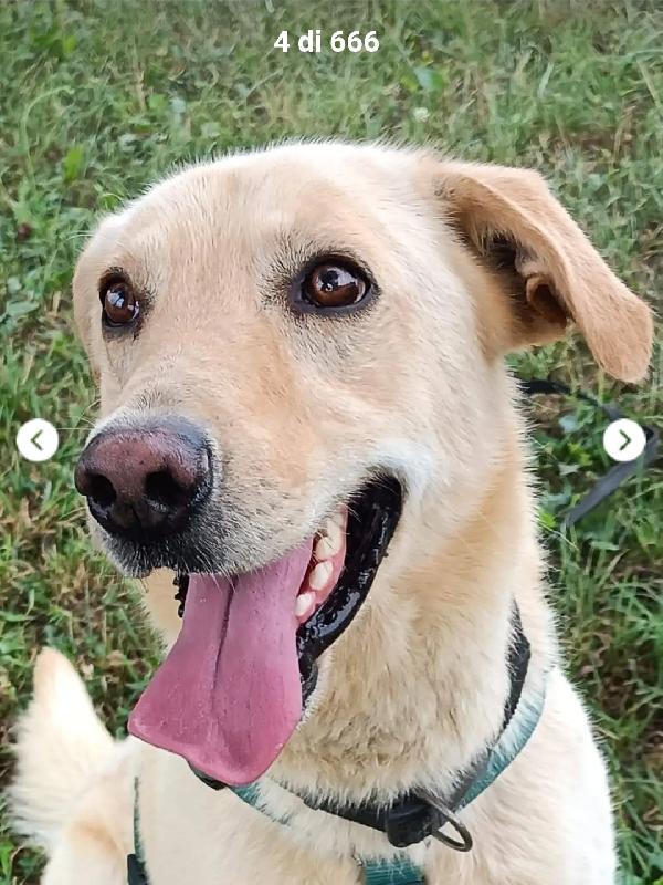 Vasco 4Anni Tg Contenuta Sballottato Povera Anima.lombardia